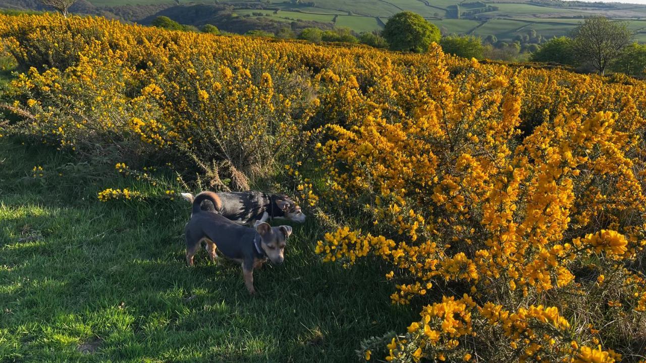 Exmoor Retreat On Two Moors Way Withypool Exterior foto